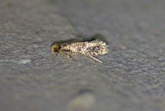 Niditinea fuscella