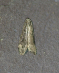 Aphomia terrenella