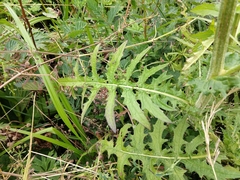 Cirsium × hybridum