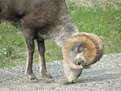 Ovis dalli stonei