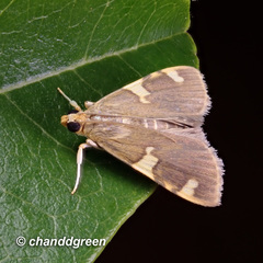 Rehimena phrynealis