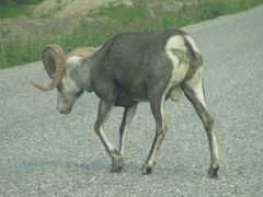Ovis dalli stonei