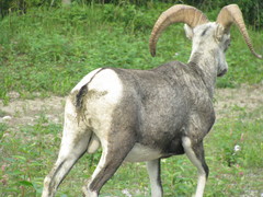Ovis dalli stonei
