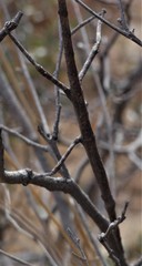 Achrioptera impennis