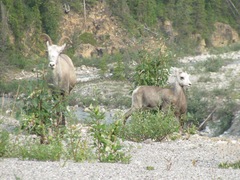Ovis dalli stonei