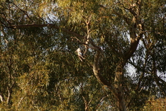 Dacelo leachii occidentalis