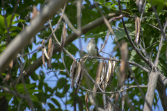 Camptostoma obsoletum