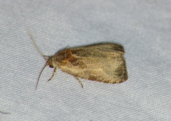 Olethreutes inornatana