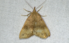 Phalaenostola eumelusalis