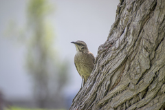 Mimus longicaudatus