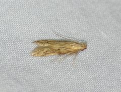 Metzneria lappella