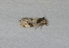 Aethes rana