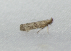 Dichomeris inversella