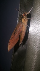 Xylophanes crotonis