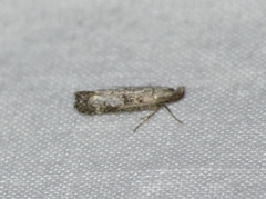 Dichomeris inversella