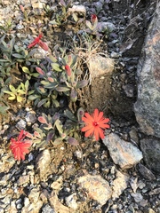 Silene serpentinicola