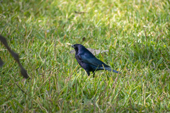 Molothrus bonariensis