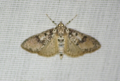 Palpita freemanalis