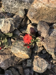 Silene serpentinicola