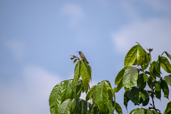 Amazilis amazilia amazilia