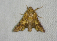 Dysodia oculatana