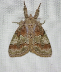 Dasychira dorsipennata