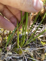 Pleea tenuifolia