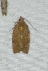 Argyrotaenia juglandana