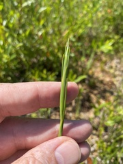 Pleea tenuifolia