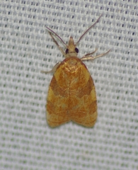 Cenopis diluticostana