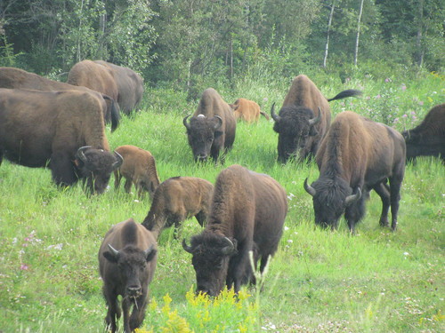 Wood Bison