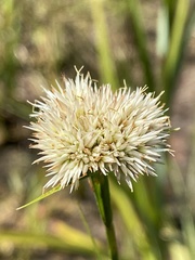 Rhynchospora pallida