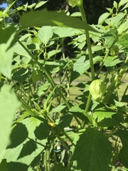Physalis philadelphica