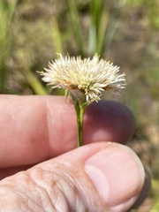 Rhynchospora pallida