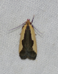 Dichomeris inserrata