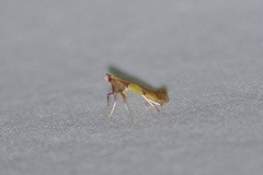 Caloptilia bimaculatella