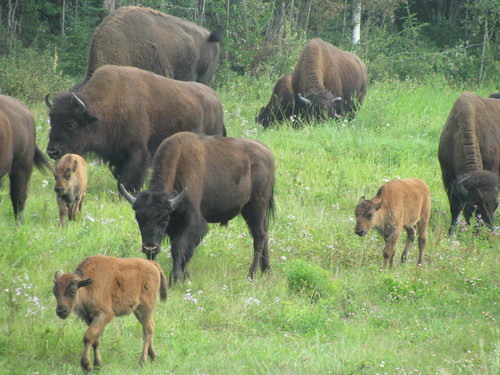 Wood Bison