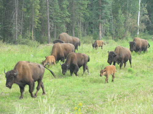 Wood Bison