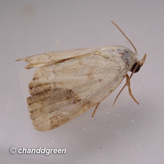 Pseudeustrotia semialba