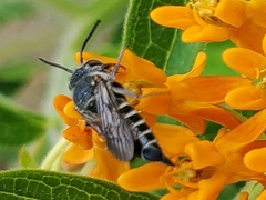 Coelioxys sayi