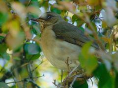 Turdus amaurochalinus