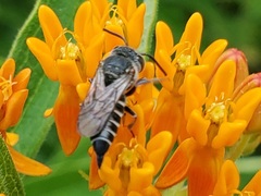 Coelioxys sayi