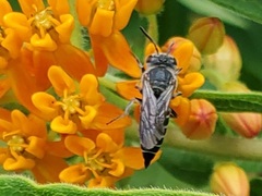 Coelioxys sayi