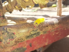 Lophocampa annulosa