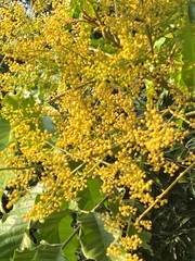Aglaia rimosa