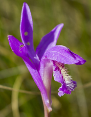 Arethusa bulbosa