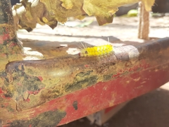 Lophocampa annulosa
