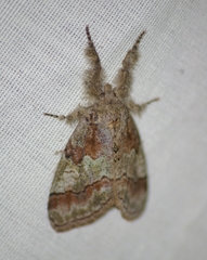 Dasychira dorsipennata