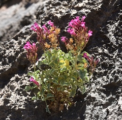 Penstemon petiolatus