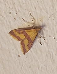 Pyrausta sanguinalis
